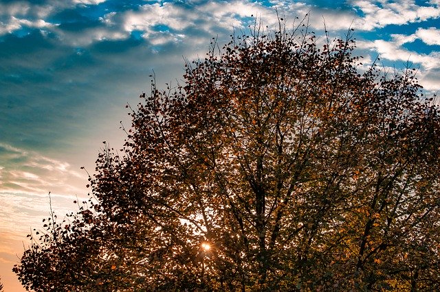 Téléchargement gratuit Feuilles d'automne Arbre à feuilles caduques Automne - photo ou image gratuite à modifier avec l'éditeur d'images en ligne GIMP