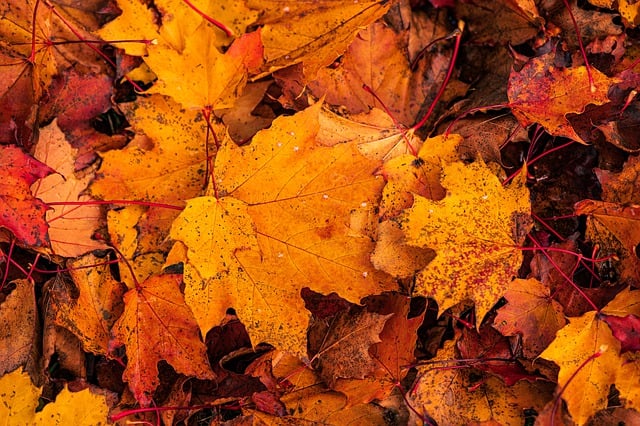 Free download autumn leaves fall nature colorful free picture to be edited with GIMP free online image editor