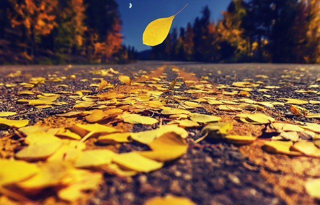 Free download Autumn Leaves Fall Road Leaf -  free photo or picture to be edited with GIMP online image editor