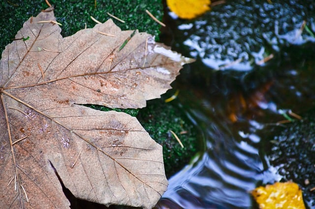 Free download autumn leaves foliage stream water free picture to be edited with GIMP free online image editor
