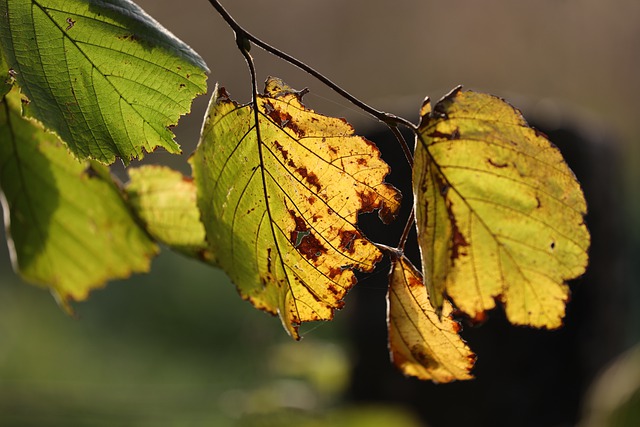 Free download autumn leaves foliage tree free picture to be edited with GIMP free online image editor