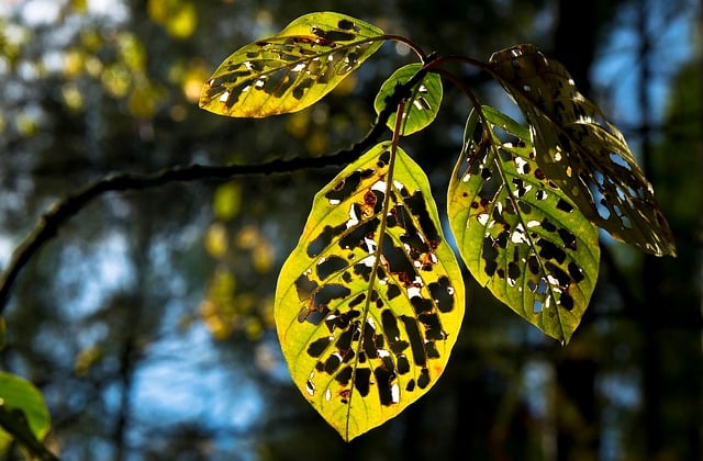 Bezpłatne pobieranie jesiennych liści liści lasów lasów darmowe zdjęcie do edycji za pomocą bezpłatnego edytora obrazów online GIMP