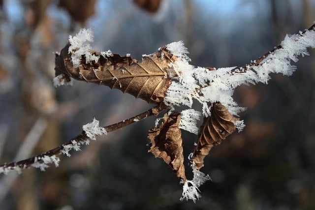 Free download autumn leaves frost winter ice free picture to be edited with GIMP free online image editor