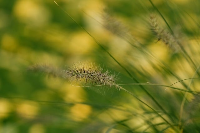 Free download autumn leaves grass leaves meadow free picture to be edited with GIMP free online image editor