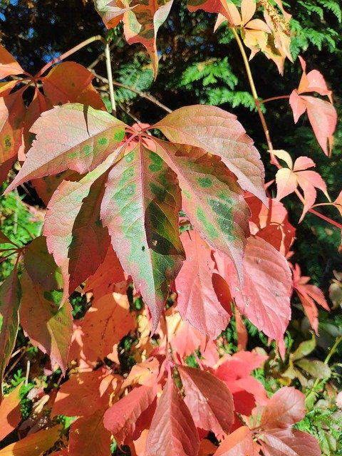 Descarga gratuita Autumn Leaves Green Red - foto o imagen gratuita para editar con el editor de imágenes en línea GIMP