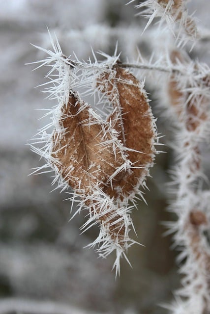 Free download autumn leaves ice needles hoarfrost free picture to be edited with GIMP free online image editor
