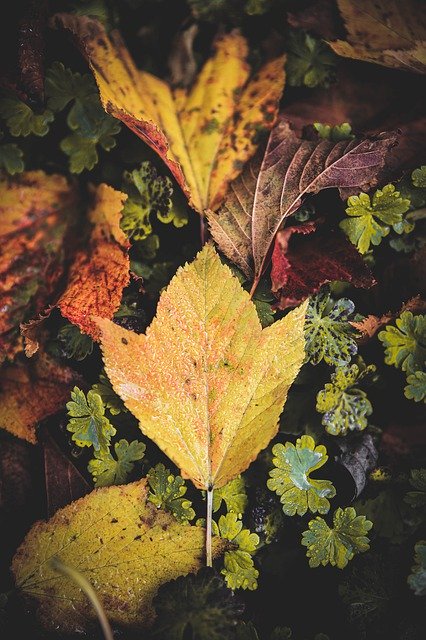 Bezpłatne pobieranie Autumn Leaves Japan Foreign - bezpłatne zdjęcie lub obraz do edycji za pomocą internetowego edytora obrazów GIMP