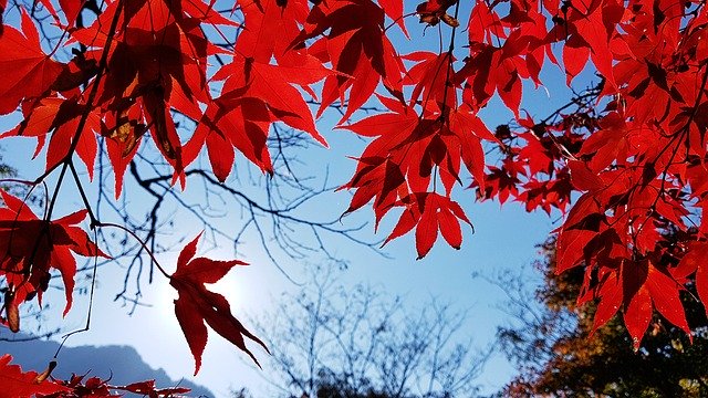 تنزيل مجاني لـ Autumn Leaves Jeongeup - صورة مجانية أو صورة يتم تحريرها باستخدام محرر الصور عبر الإنترنت GIMP