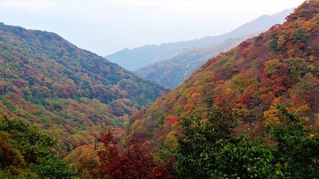 Бесплатно скачать Осенние листья Иржи Осень - бесплатную фотографию или картинку для редактирования с помощью онлайн-редактора изображений GIMP