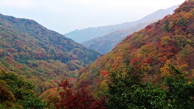 Téléchargement gratuit Feuilles d'automne Jiri Fall - photo ou image gratuite à éditer avec l'éditeur d'images en ligne GIMP