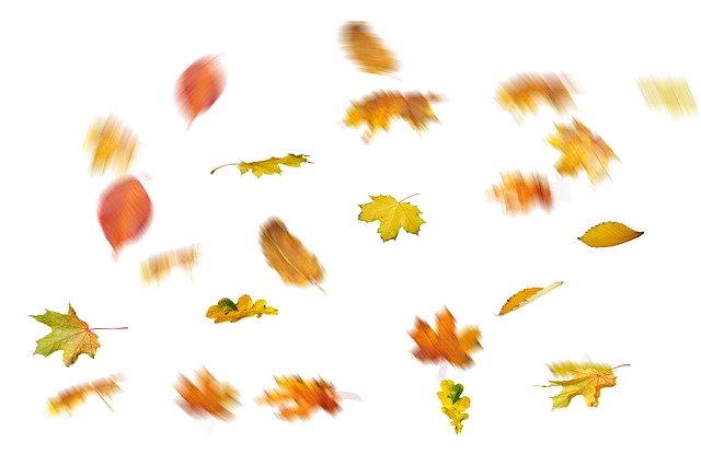 Template Photo Autumn Leaves Leaf - para sa OffiDocs