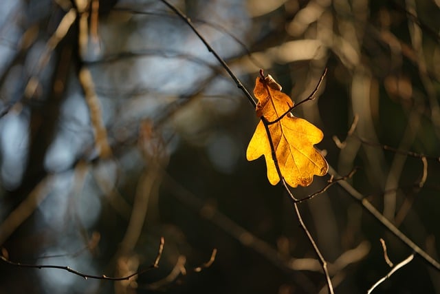 免费下载秋天的叶子 秋天的冬天 免费图片可使用 GIMP 免费在线图像编辑器进行编辑