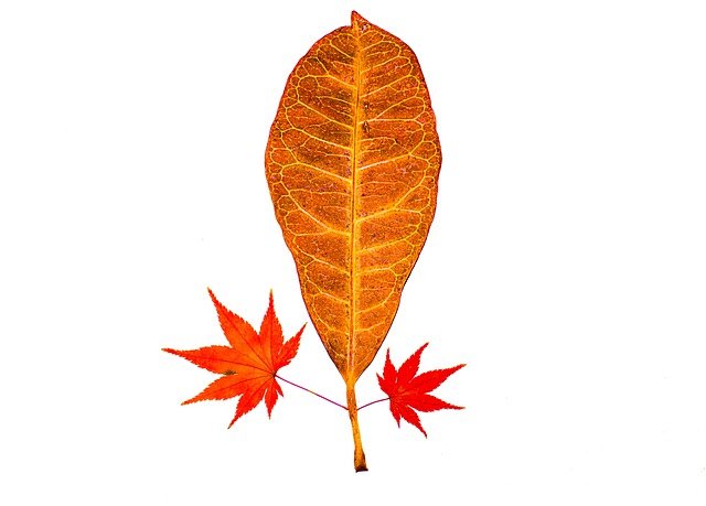 Tải xuống miễn phí lá mùa thu lá lá mùa thu Hình ảnh miễn phí được chỉnh sửa bằng trình chỉnh sửa hình ảnh trực tuyến miễn phí GIMP