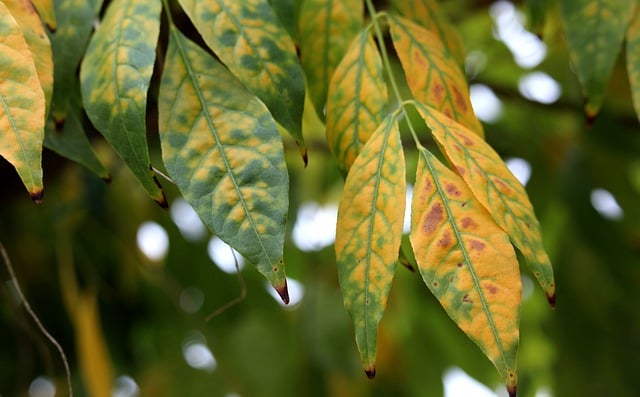 Téléchargement gratuit feuilles d'automne feuilles plante chute image gratuite à éditer avec l'éditeur d'images en ligne gratuit GIMP