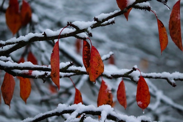 Бесплатно скачать осенние листья листья снег ветки бесплатное изображение для редактирования в GIMP бесплатный онлайн-редактор изображений