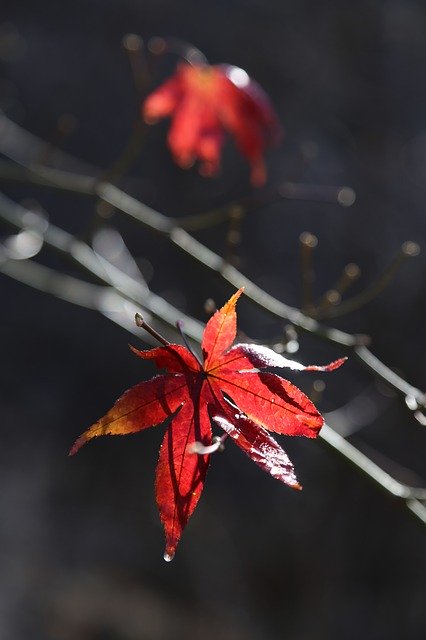 Free download Autumn Leaves Maple Leaf The -  free photo or picture to be edited with GIMP online image editor