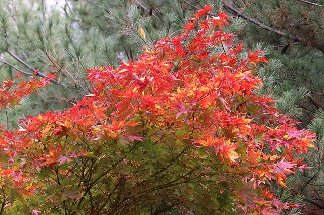 Download gratuito Autumn Leaves Maple The: foto o immagine gratuita da modificare con l'editor di immagini online GIMP