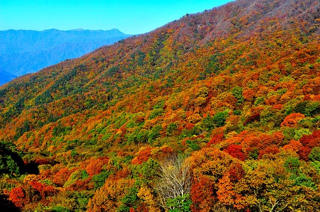 Unduh gratis Autumn Leaves Mountain - foto atau gambar gratis untuk diedit dengan editor gambar online GIMP