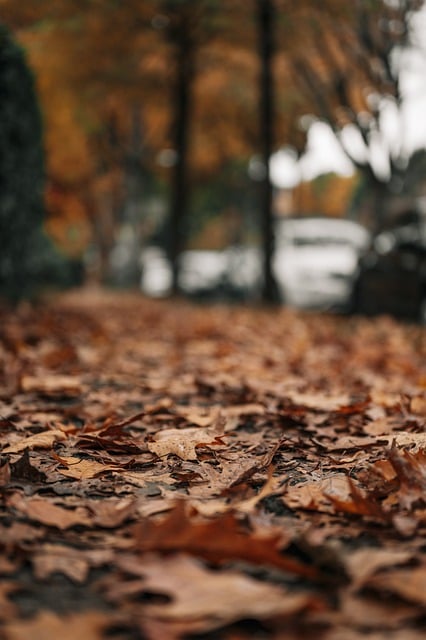 Бесплатно скачать осенние листья природа осенняя листва бесплатное изображение для редактирования в GIMP бесплатный онлайн-редактор изображений
