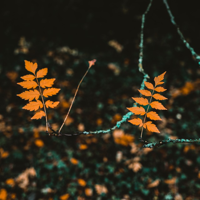 Free download autumn leaves nature forest flower free picture to be edited with GIMP free online image editor