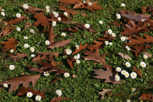 Download gratuito Autumn Leaves Oak - foto o immagine gratuita da modificare con l'editor di immagini online di GIMP