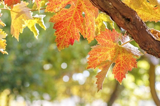 تنزيل مجاني لـ Autumn Leaves October - صورة مجانية أو صورة يتم تحريرها باستخدام محرر الصور عبر الإنترنت GIMP