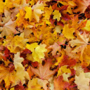 Autumn Leaves Pile  screen for extension Chrome web store in OffiDocs Chromium