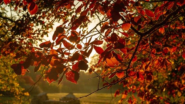 Kostenloser Download Autumn Leaves Red Fall - kostenloses Foto oder Bild zur Bearbeitung mit GIMP Online-Bildbearbeitung