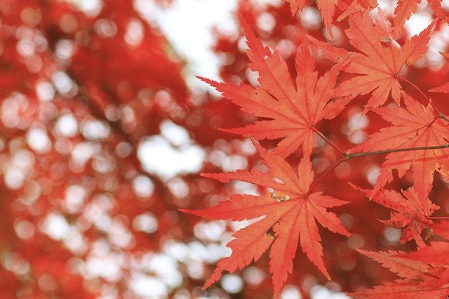 Unduh gratis Autumn Leaves Red In - foto atau gambar gratis untuk diedit dengan editor gambar online GIMP