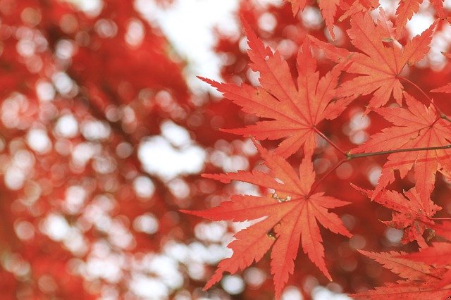 Gratis download Autumn Leaves Red In - gratis foto of afbeelding om te bewerken met GIMP online afbeeldingseditor