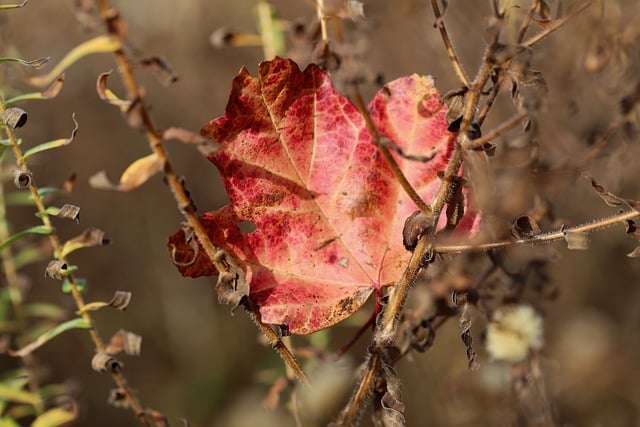 Descărcare gratuită frunze de toamnă frunze roșii frunze poza gratuite pentru a fi editate cu editorul de imagini online gratuit GIMP