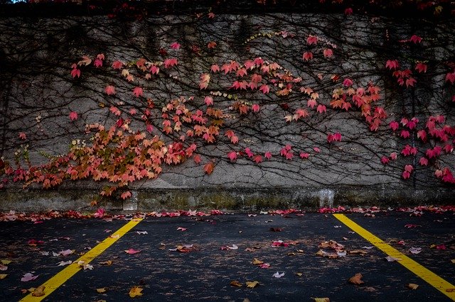 Скачать бесплатно Autumn Leaves Road - бесплатную фотографию или картинку для редактирования с помощью онлайн-редактора GIMP