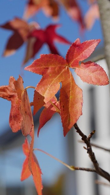 Autumn Leaves Season സൗജന്യ ഡൗൺലോഡ് - GIMP ഓൺലൈൻ ഇമേജ് എഡിറ്റർ ഉപയോഗിച്ച് എഡിറ്റ് ചെയ്യേണ്ട സൗജന്യ ഫോട്ടോയോ ചിത്രമോ