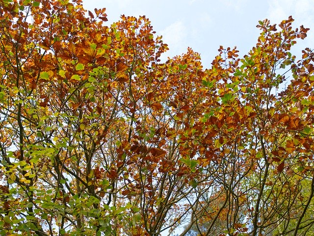 Free download Autumn Leaves Sky -  free free photo or picture to be edited with GIMP online image editor