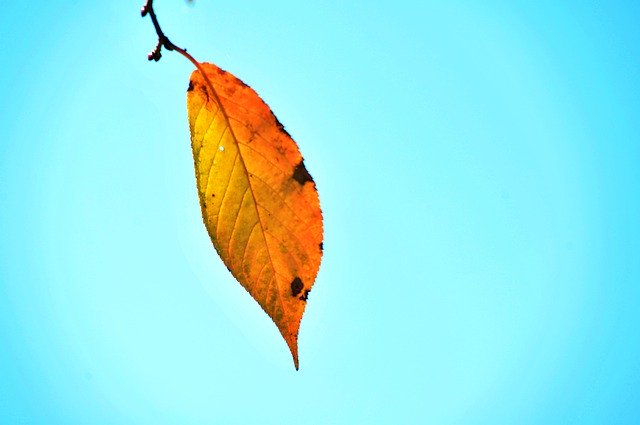 Muat turun percuma Autumn Leaves Sky The - foto atau gambar percuma untuk diedit dengan editor imej dalam talian GIMP