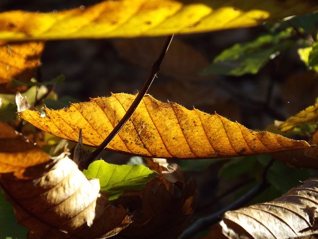 Bezpłatne pobieranie Autumn Leaves Sun - bezpłatne zdjęcie lub obraz do edycji za pomocą internetowego edytora obrazów GIMP