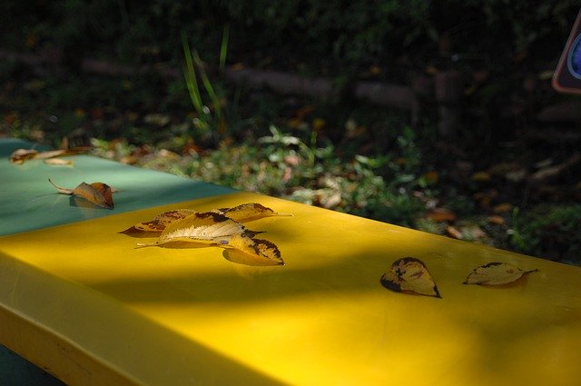 تنزيل مجاني لـ Autumn Leaves Sunshine - صورة مجانية أو صورة يتم تحريرها باستخدام محرر الصور عبر الإنترنت GIMP