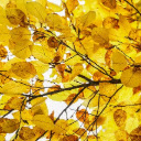 Autumn Leaves Theme  screen for extension Chrome web store in OffiDocs Chromium