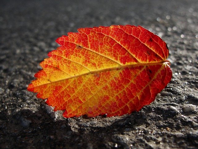 دانلود رایگان Autumn Leaves The Transparent - عکس یا تصویر رایگان قابل ویرایش با ویرایشگر تصویر آنلاین GIMP