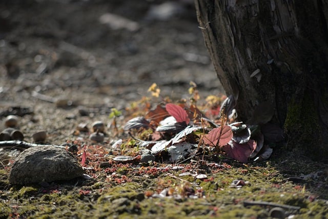Free download autumn leaves tree leaf dew grass free picture to be edited with GIMP free online image editor