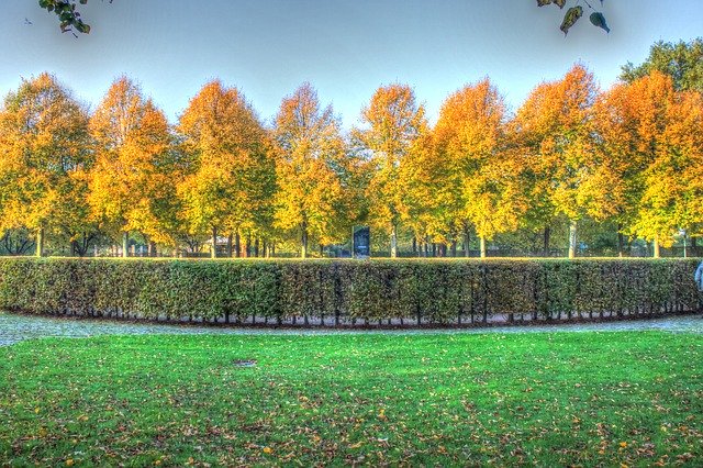 Unduh gratis Autumn Leaves Trees - foto atau gambar gratis untuk diedit dengan editor gambar online GIMP