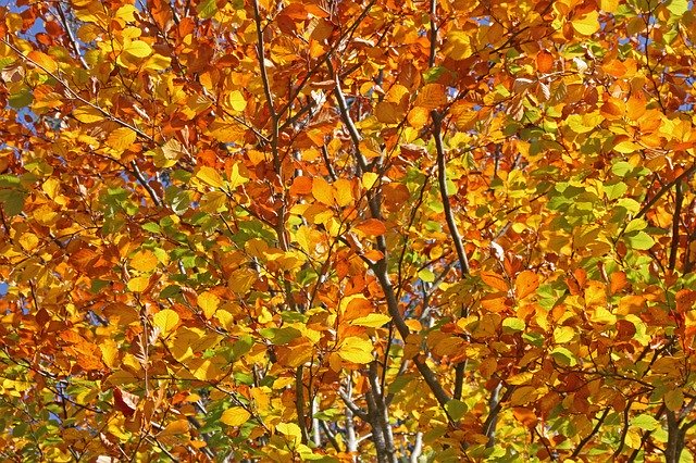 Free download Autumn Leaves Tree Shrub -  free photo or picture to be edited with GIMP online image editor
