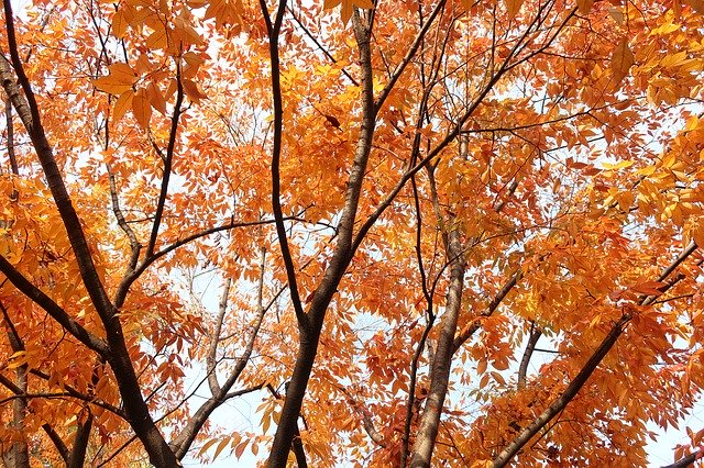 Download gratuito Autumn Leaves Twig: foto o immagine gratuita da modificare con l'editor di immagini online GIMP