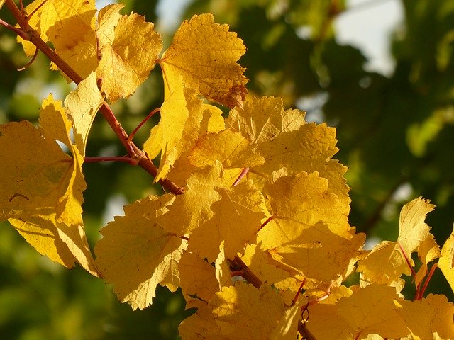 Descărcare gratuită Autumn Leaves Vine - fotografie sau imagini gratuite pentru a fi editate cu editorul de imagini online GIMP