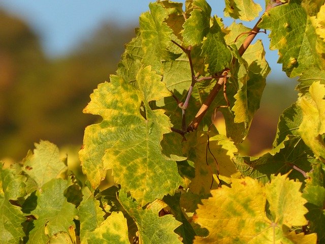 Scarica gratuitamente Autumn Leaves Wine: foto o immagine gratuita da modificare con l'editor di immagini online GIMP