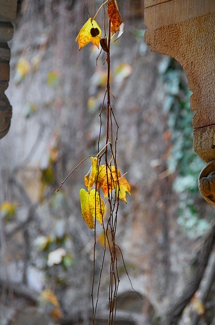 Free download Autumn Leaves Yellow Leaf -  free photo or picture to be edited with GIMP online image editor