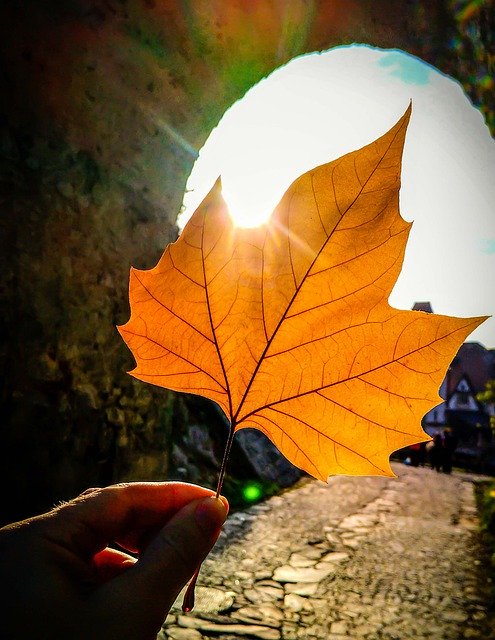 Vorlage Foto Herbstlichtsaison - für OffiDocs