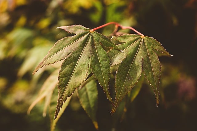 Free download autumn maple tree leaves nature free picture to be edited with GIMP free online image editor