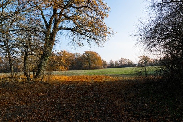 Free download Autumn Meadow Nature -  free photo or picture to be edited with GIMP online image editor