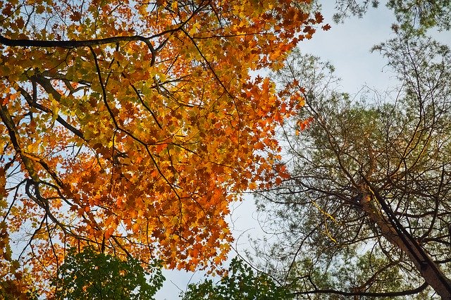 دانلود رایگان Autumn Mood Fall Color - عکس یا تصویر رایگان قابل ویرایش با ویرایشگر تصویر آنلاین GIMP